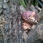 SAMSUNG A little guy growing from one of the logs.
