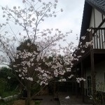 Our humble cherry tree in bloom