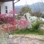 The weeping peach tree in full bloom
