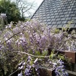 Our wisteria starting to bloom, about 6 weeks early.